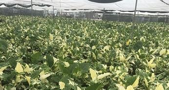 Rows of Alocasia Plants